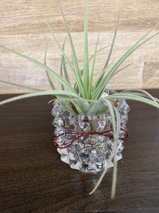 Tillandsia 795